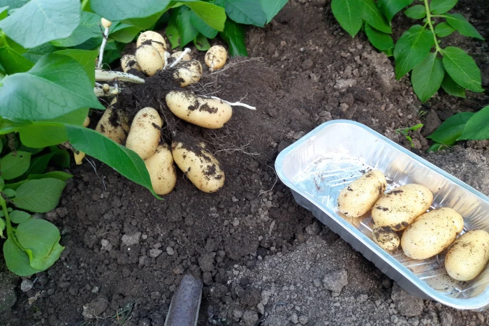 gardener aberdeenshire potatoes